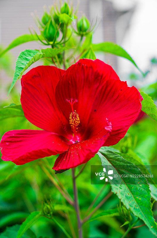 高耸于花园中的鲜红木槿。图片素材