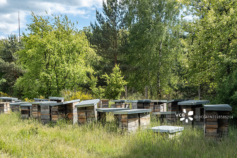 森林中的草地上的蜂箱图片素材