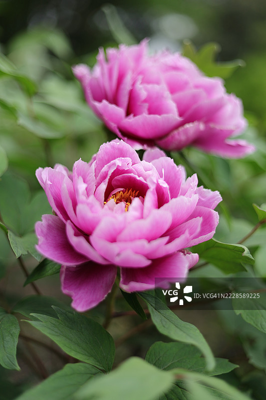 美丽的粉紫色牡丹花（Paeonia suffruticosa）“镰田锦”在春天盛开特写镜头图片素材