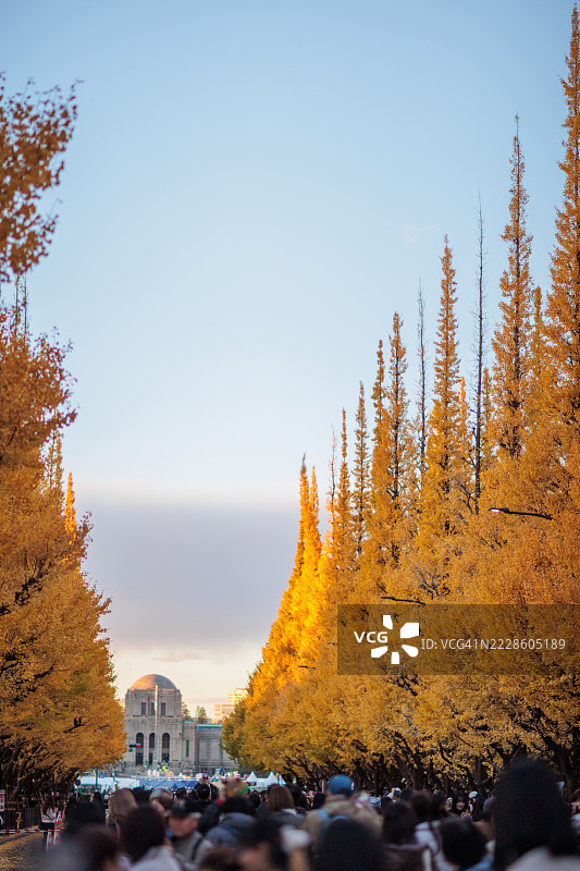 东京明治神宫外苑的秋天银杏树道图片素材