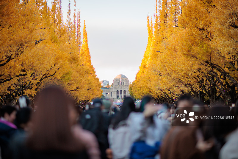 东京明治神宫外苑的秋天银杏树道图片素材