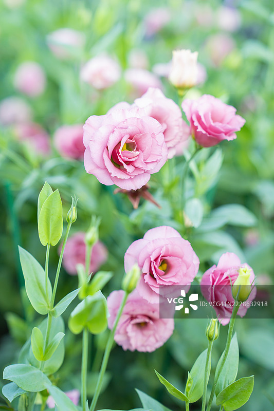 花园中盛开的粉色丽丽花田。图片素材