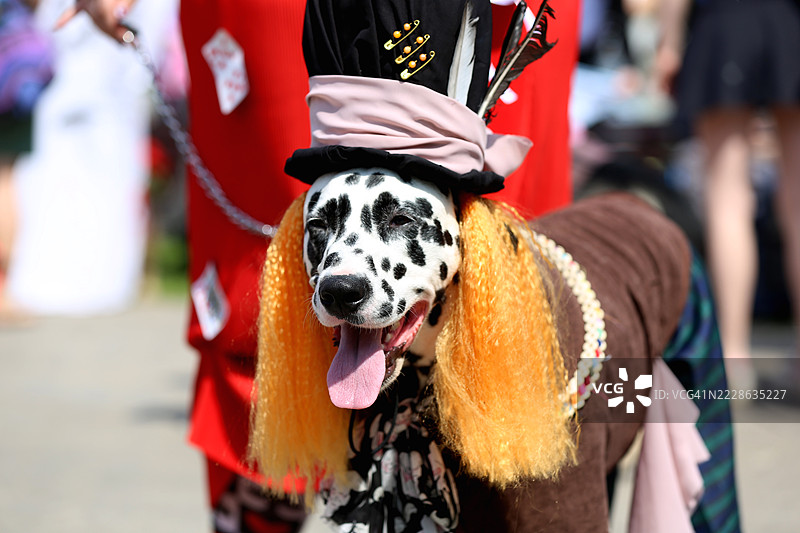 年轻的达尔马提亚犬穿着疯帽子角色服装，戴着橙色假发，在城市中散步图片素材