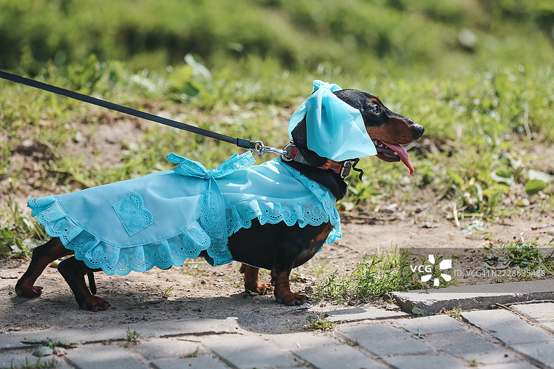 可爱的老年腊肠犬穿着蓝色裙子在户外散步，吐着舌头。图片素材