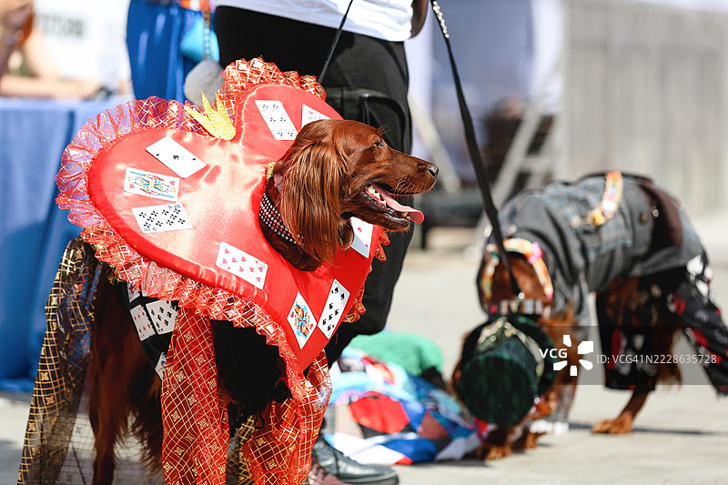 年轻的红色爱尔兰猎犬穿着疯帽子角色服装在城市中散步并与狗玩耍图片素材