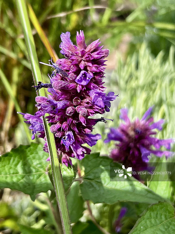 盛开的紫色茴香薄荷（Agastache foeniculum）植物特写图片素材