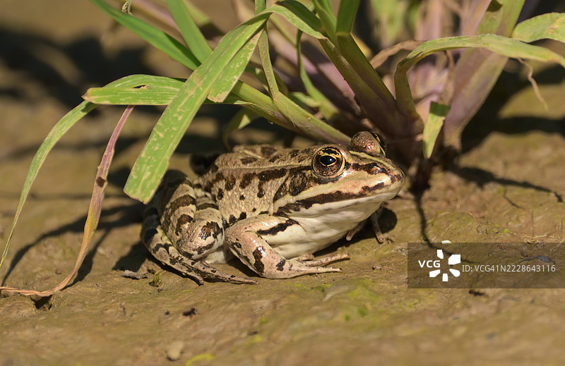 三角洲岸边的青蛙图片素材