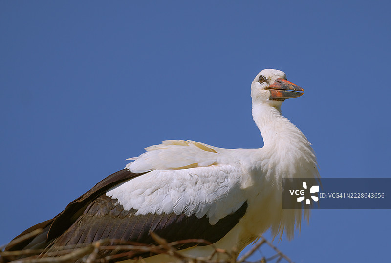 鹳在巢中图片素材