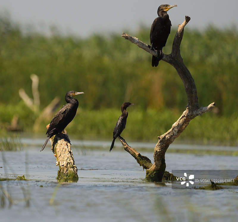鸬鹚栖息在树枝上图片素材