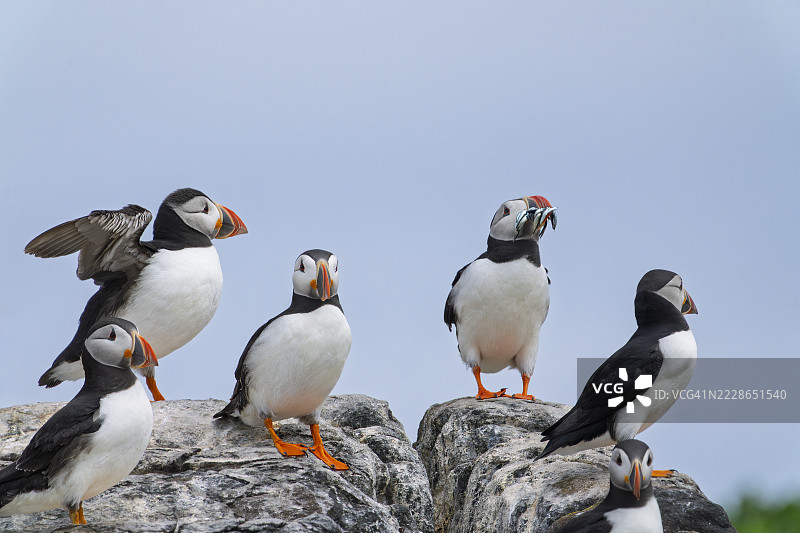 英格兰诺森伯兰郡法恩群岛内法恩岛的悬崖顶上的海雀图片素材