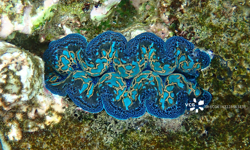 三角帆蚌，沉闷蛤，藏红花蛤或橙色蛤图片素材