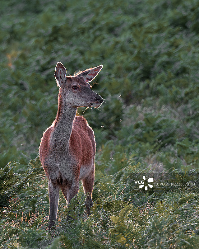 年轻的红鹿 - 在落日的逆光下，被苍蝇骚扰 - 背景是绿色草原，莱斯特，英国图片素材