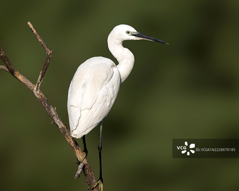 白鹭栖息在树枝上的特写，印度拉贾斯坦邦巴哈特普尔图片素材