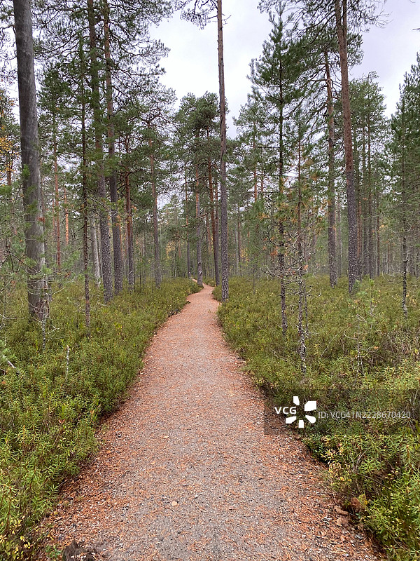 芬兰森林中的树木生长图片素材