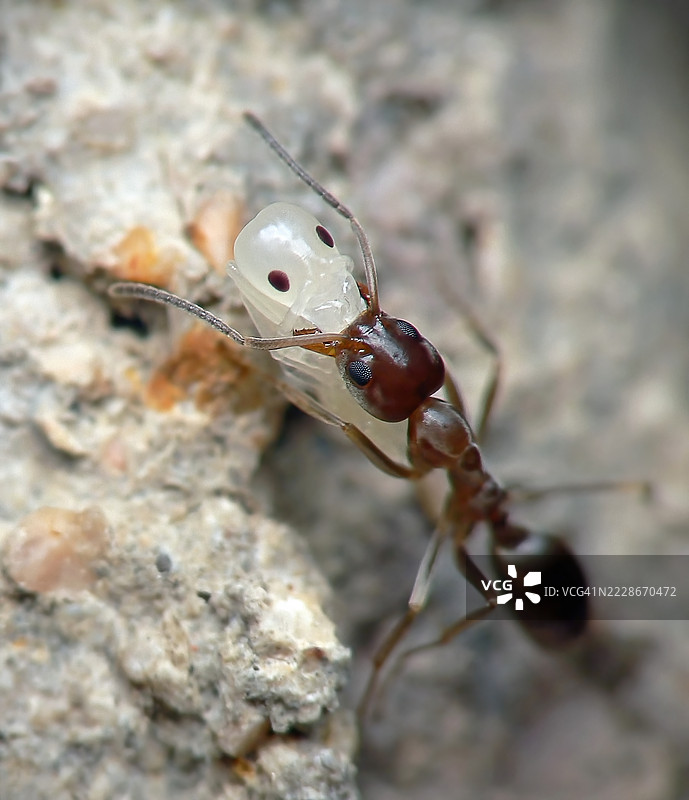 昆虫特写，巴塞罗那，西班牙图片素材