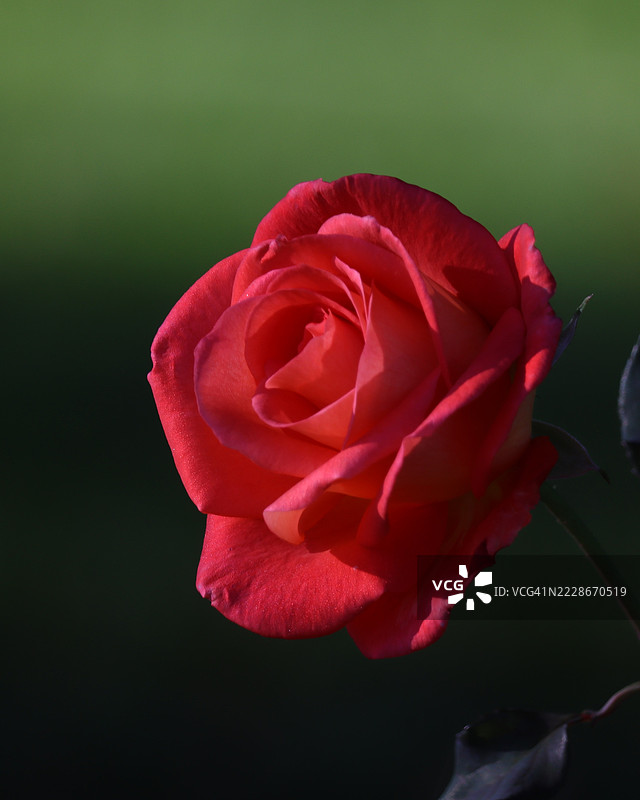 红玫瑰特写，尤金，俄勒冈州，美国图片素材