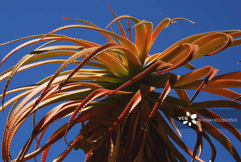 低角度视图的植物与清澈的蓝天，南非图片素材