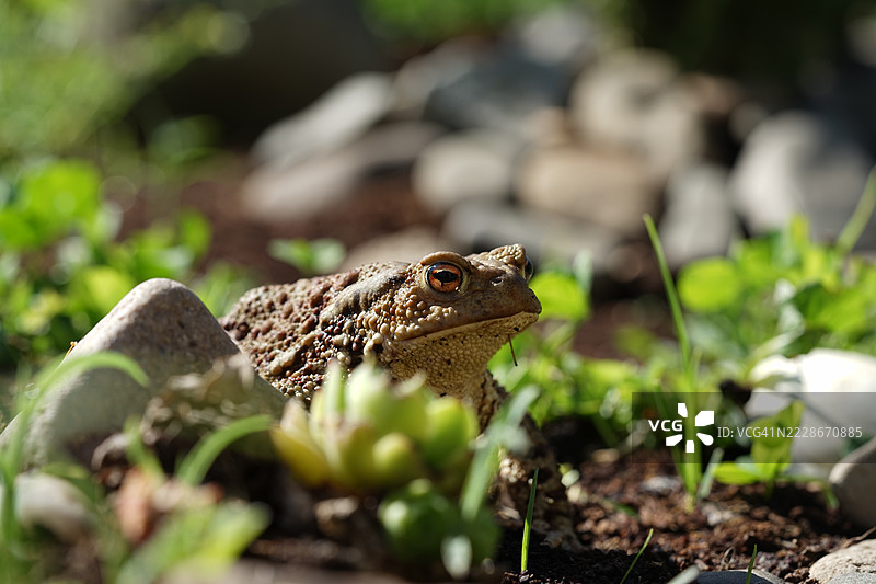 青蛙特写，捷克共和国奥斯特拉瓦图片素材