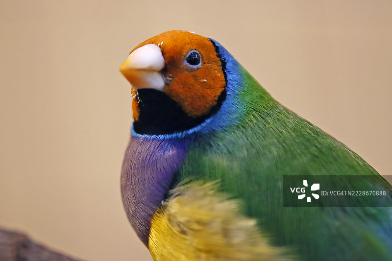 异域优雅。美丽的彩绘文鸟图片素材