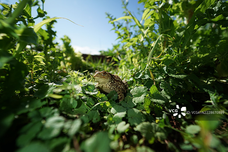 夏季蔬菜丛林中的普通蟾蜍，捷克共和国奥斯特拉瓦图片素材
