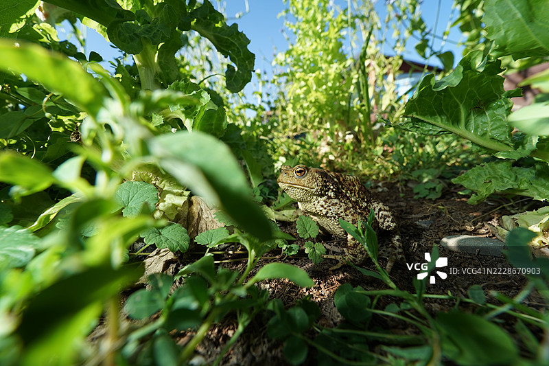 夏季蔬菜丛林中的普通蟾蜍，捷克共和国奥斯特拉瓦图片素材