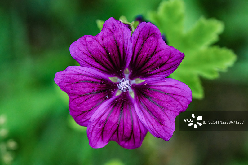 粉色花朵特写，阿沙芬堡，巴伐利亚，德国图片素材