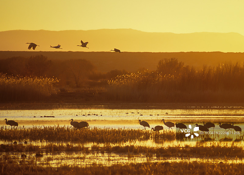 阿帕奇森林野生动物保护区，沙丘鹤，阿帕奇格兰特，新墨西哥州，美国图片素材