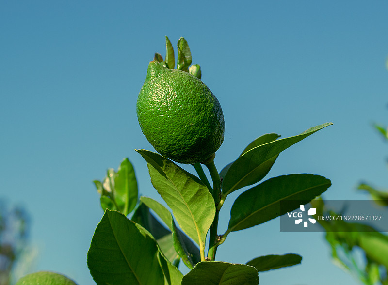 低角度视图的柑橘类水果在树上生长，背景是晴朗的蓝天，地点：西弗吉尼亚州，美国图片素材