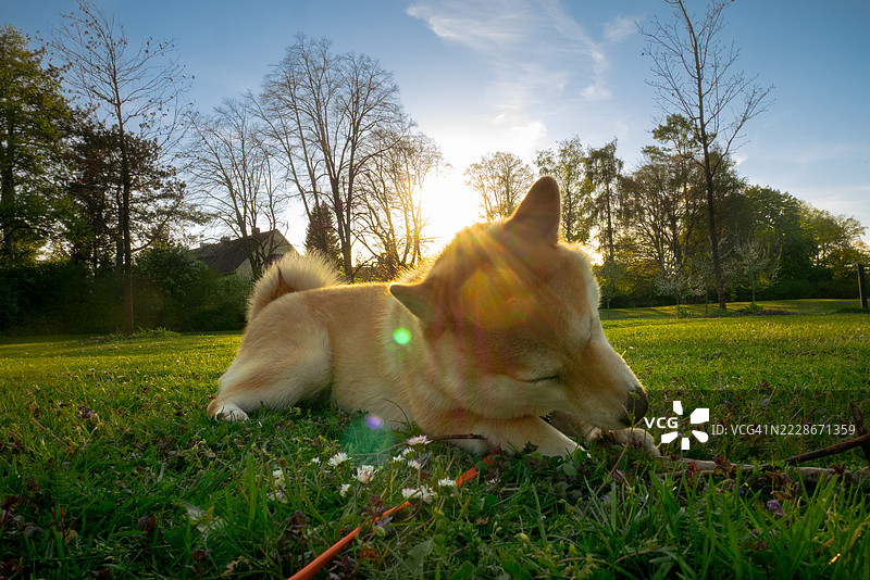 躺在草地上的柴犬特写，慕尼黑，巴伐利亚，德国图片素材