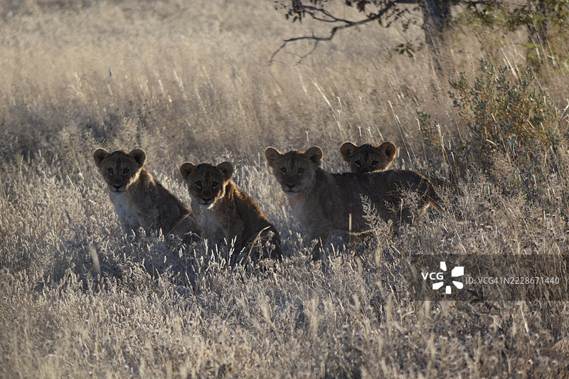 埃托沙国家公园，奥沙纳，纳米比亚的小狮子幼崽图片素材