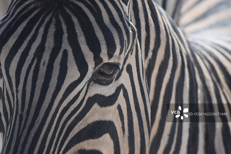平原斑马特写，纳米比亚图片素材
