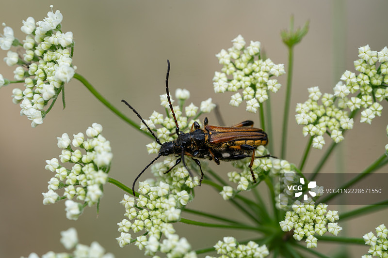 昆虫在花朵上的特写，提沃利，拉齐奥，意大利图片素材