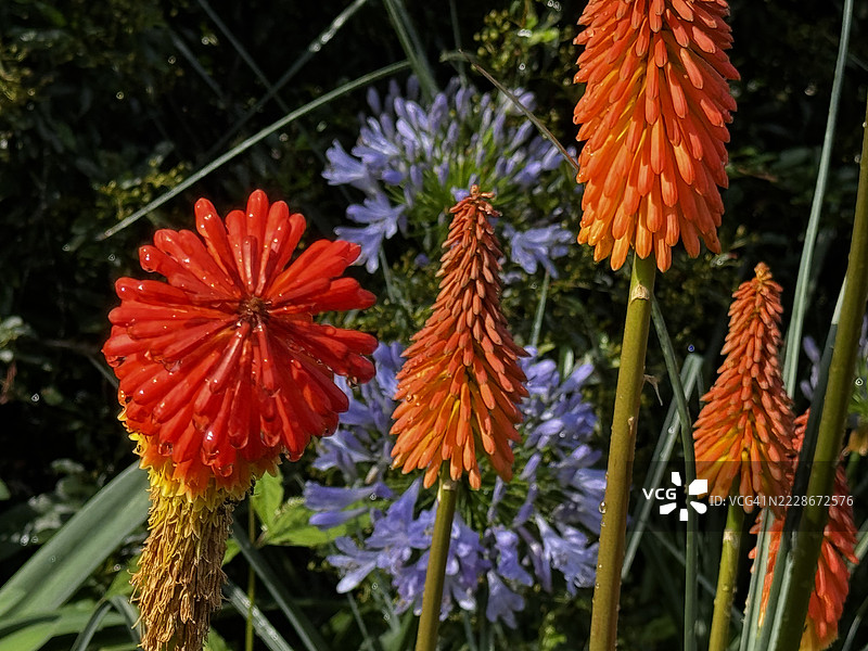 红色开花植物的特写，印度喜马偕尔邦的西姆拉图片素材