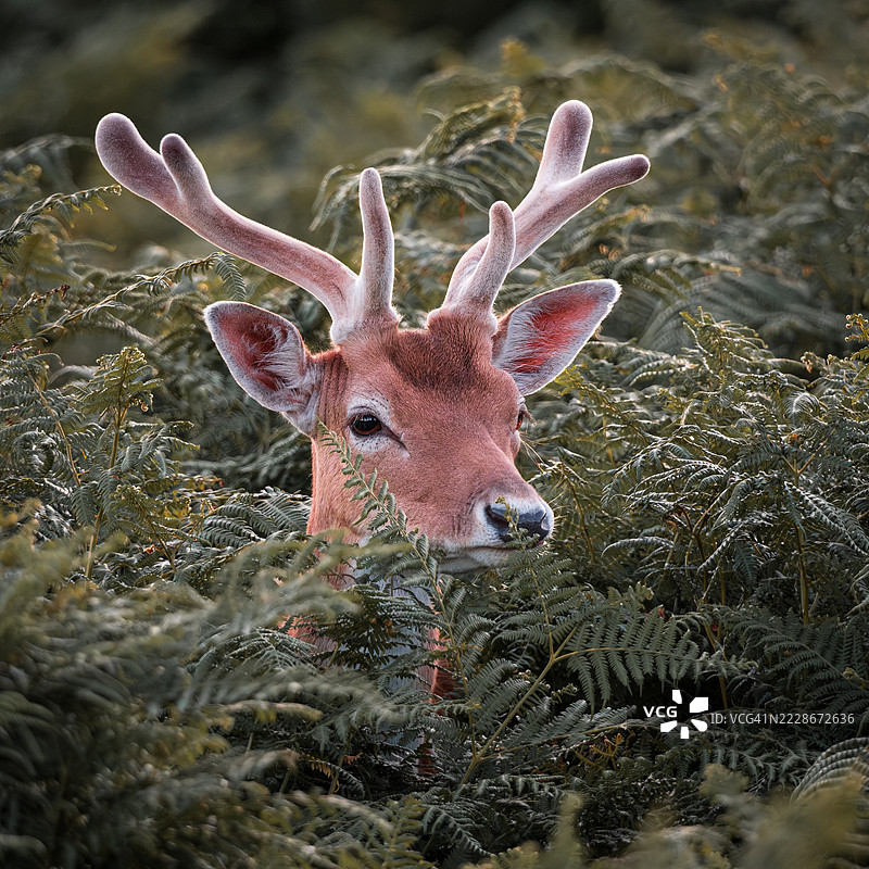年轻的白斑梅花鹿，带着覆盖绒毛的角，栖息在绿色蕨类植物之间，莱斯特，英国图片素材
