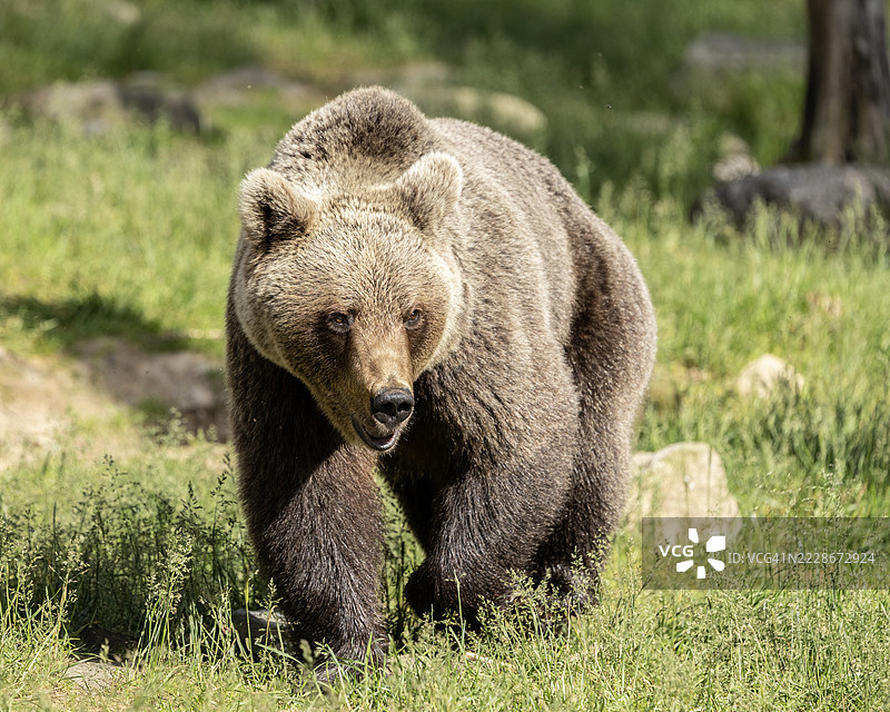 欧亚棕熊，学名：Ursus arctos，走过芬兰的一片森林空地。图片素材