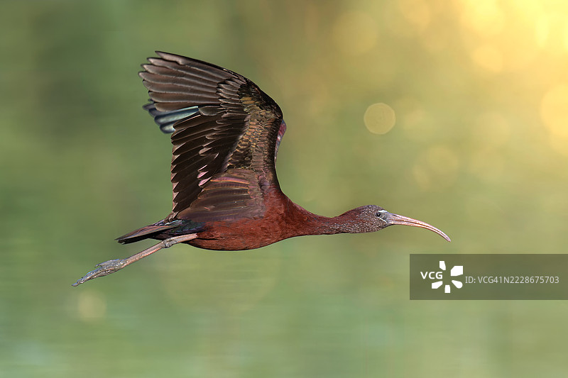 意大利托斯卡纳飞翔的鹮鸟特写图片素材