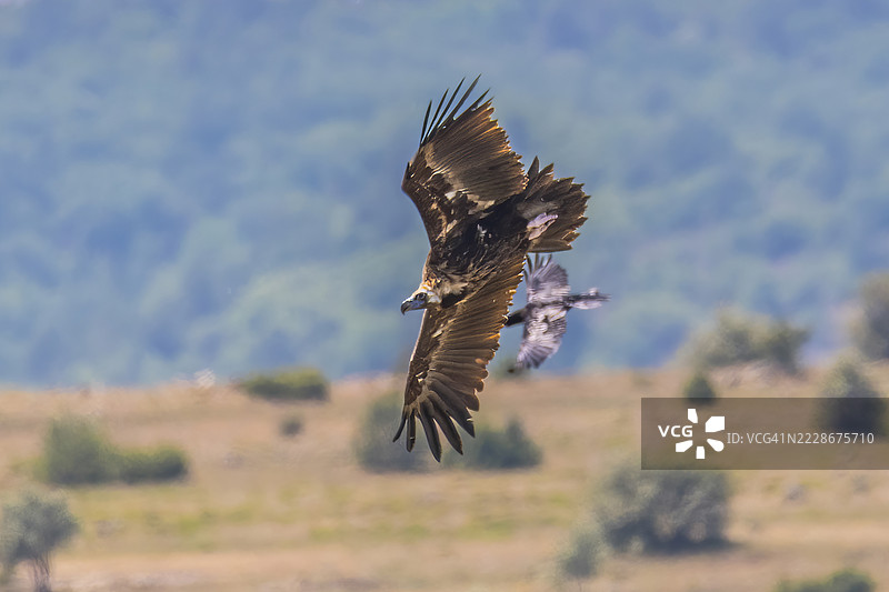 白色飞鸟在天空中飞翔的特写，土耳其博卢图片素材