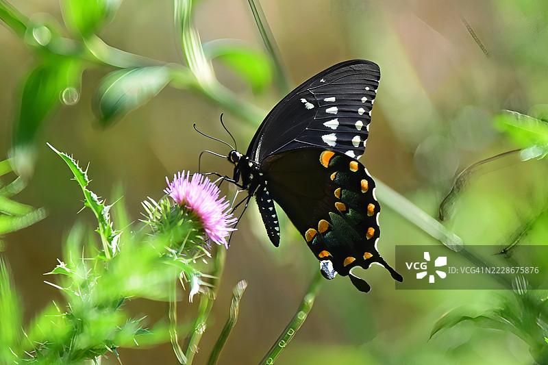 蝴蝶在花朵上的特写，西弗吉尼亚州香农代尔，美国图片素材