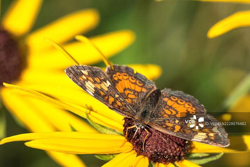 特写镜头：蝴蝶停在黄色花朵上，威斯康星州，美国图片素材