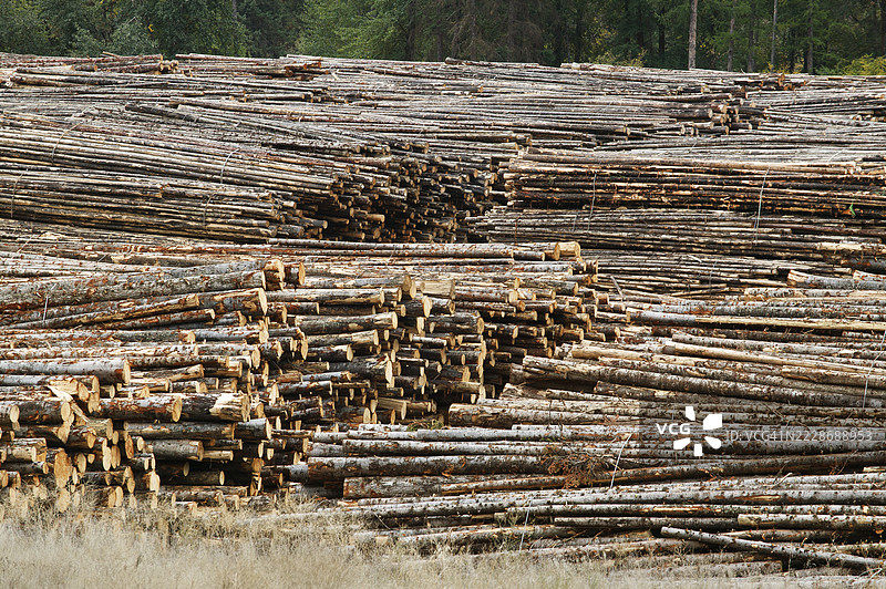 一堆堆木材原木图片素材