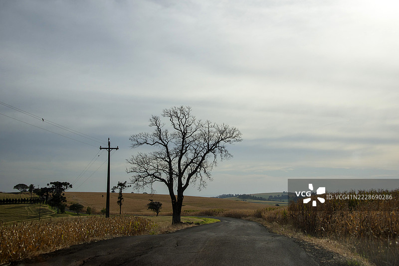巴西帕拉纳州北部罗兰迪亚市的圣拉斐尔路。图片素材