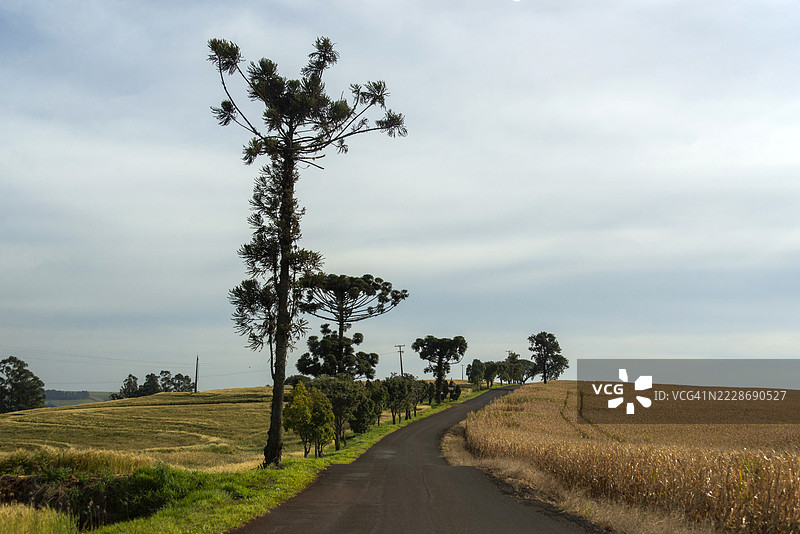 巴西帕拉纳州北部罗兰迪亚市的圣拉斐尔路。图片素材