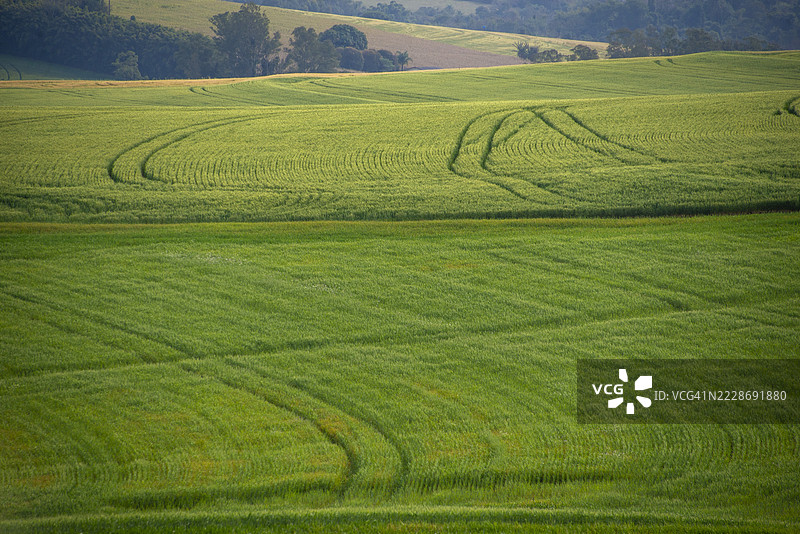 巴西帕拉纳州北部罗兰迪亚市的圣拉斐尔路。图片素材