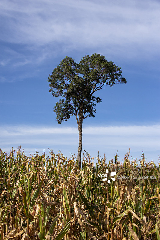 巴西帕拉纳州北部罗兰迪亚市的圣拉斐尔路。图片素材