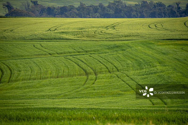 巴西帕拉纳州北部罗兰迪亚市的圣拉斐尔路。图片素材