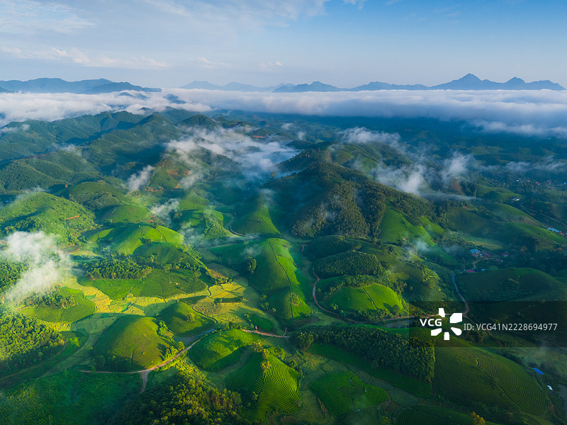 越南富寿省龙 Coc 的茶园鸟瞰图图片素材
