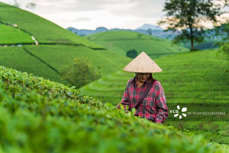 越南龙谷茶园里，一位越南工人正在采摘新鲜的茶叶。图片素材