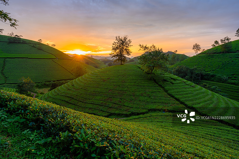 越南富寿省龙 Coc 的茶园美丽风景图片素材