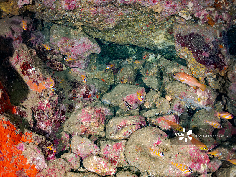 一群美丽的南方橙线红雀鱼（Ostorhinchus properuptus）幼鱼和其他幼鱼。雄鱼将卵含在嘴里并保护它们直到孵化。一群美丽的黑条扫鱼（Pempheris schwenkii）。图片素材