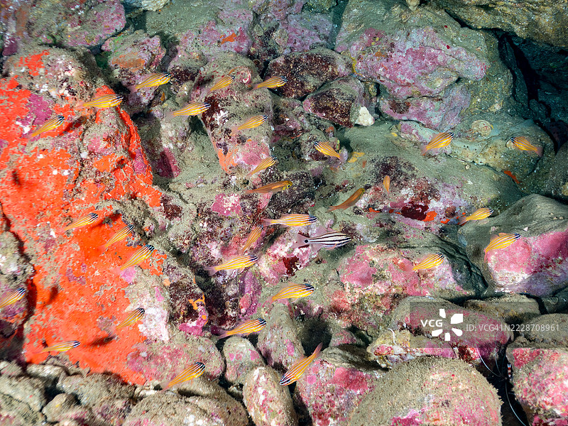 一群美丽的南方橙线红雀鱼（Ostorhinchus properuptus）幼鱼和其他幼鱼。雄鱼将卵含在嘴里并保护它们直到孵化。一群美丽的黑条扫鱼（Pempheris schwenkii）。图片素材